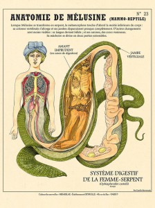 anatomie_melusine.jpg