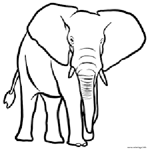 elephant.png