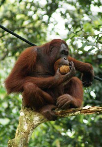 orang_utan-_semenggok_forest_reserve-_sarawak-_borneo-_malaysia.jpg